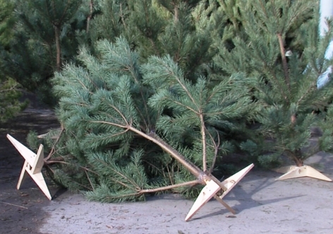 В Симферополе оштрафовали купцов новогодними елками