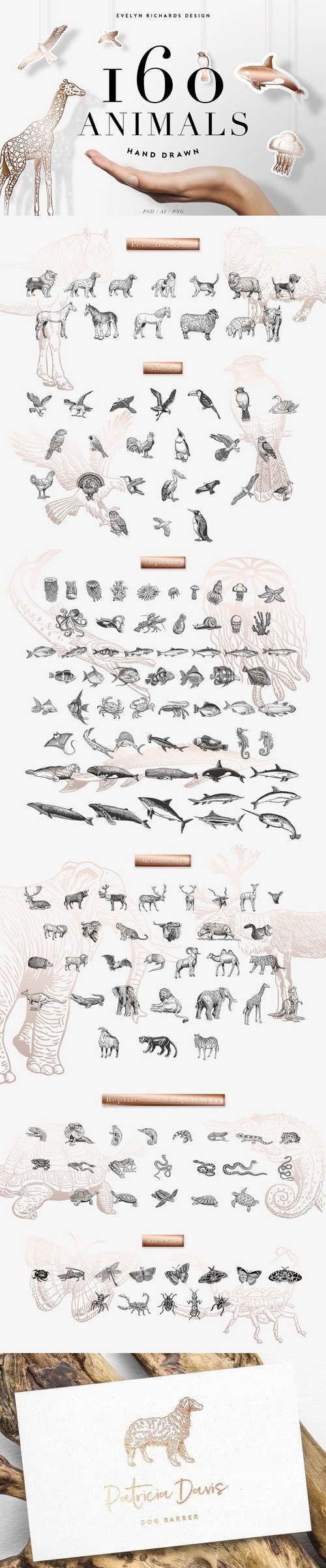 160 Animals - Hand Drawn - 1812147
