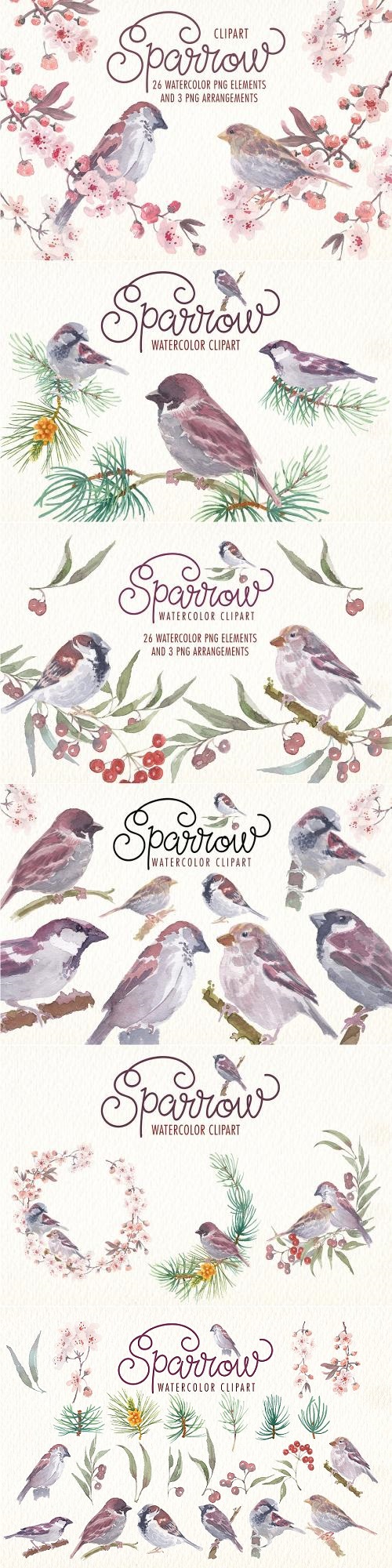 Sparrow Bird Watercolor Clipart - 2248520