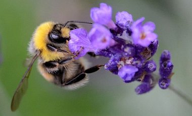 Карпатских пчел вышлют в Канаду выручать местную популяцию