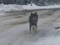 Ручной волк устроил истинный переполох в селе на Тернопольщине