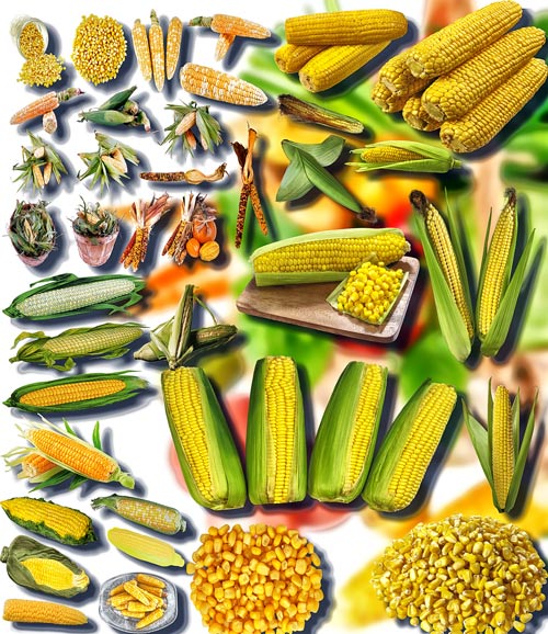 Клипарты картинки - Сладкая кукуруза