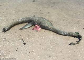 «Лох-несское чудовище» неясно исчезло с южноамериканского пляжа