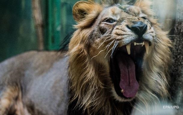 В Африке жили львы ростом с человека – ученые