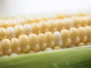 Мексиканская кукуруза выучилась получать азот из водуха / Новинки / Finance.ua