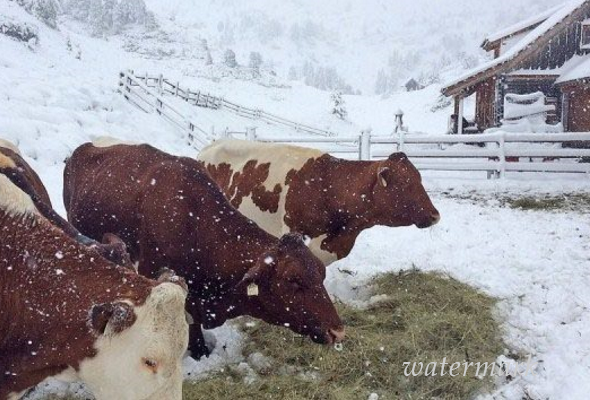 В австрийских Альпах выпало до 40 сантим. снега