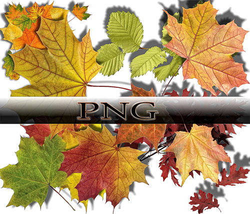 Png Клипарты - Осенние листья