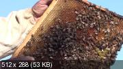 Пчеловодство. Продукты пчеловодства. Источники дохода (2014)
